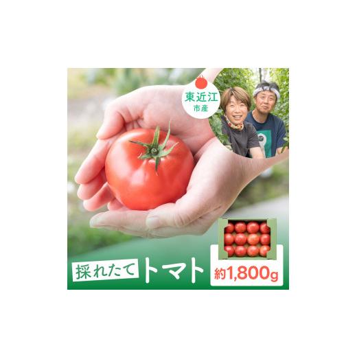 ふるさと納税 野菜類 トマト 滋賀県 東近江市 トマト 約1.8kg M〜2Lサイズ 有元 勝 滋賀県 東近江市 O-F04 野菜 滋賀 産直 農家直送 とまと サラダ 料理 食材 …