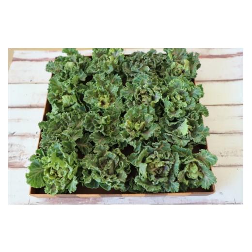 ふるさと納税 野菜類 神奈川県 秦野市 大好評? 芽キャベツ??ケール="プチヴェール"(約450g)『from 名水の里 秦野』006-27-1