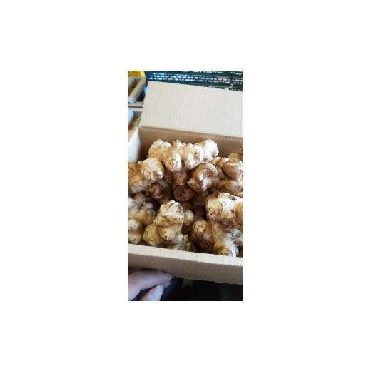 ふるさと納税 野菜類 神奈川県 秦野市 健康を気遣うあなたへ 菊芋 糖質が気になる方向け(約1,000g)『from 名水の里 秦野』004-21-1