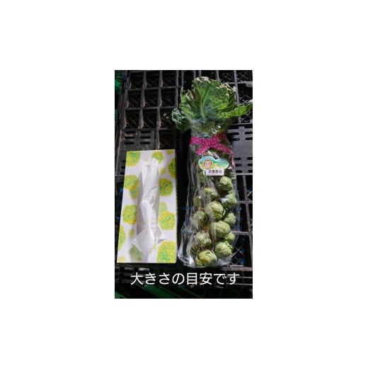 ふるさと納税 野菜類 神奈川県 秦野市 大好評(^^ おうち de 収穫体験 "株ごと芽キャベツ“『from 名水の里 秦野』006-26-1
