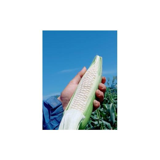 ふるさと納税 とうもろこし 神奈川県 秦野市 先行予約 /関東地方限定配送 白い贅沢 ピュアホワイト(約1kg)『from 名水の里 秦野』とうもろこし 人気 糖…