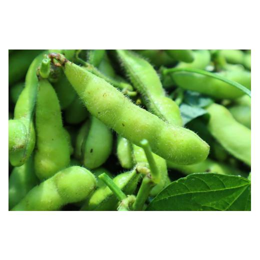 ふるさと納税 野菜類 神奈川県 秦野市 先行予約 大好評 枝つき枝豆 "神風香" "湯上がり娘" "ゆかた娘"(約3,200g)『from 名水の里 秦野』野菜 おつ…