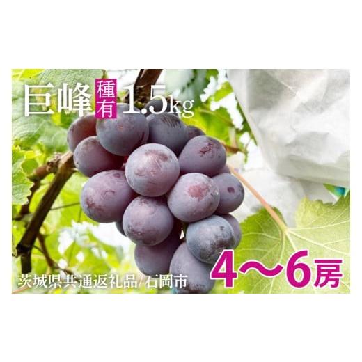ふるさと納税 ぶどう 巨峰 茨城県 水戸市 2026年8月中旬より順次発送 巨峰 約1.5kg( 種あり ) 茨城県共通返礼品/石岡市 数量限定 茨城県 巨峰 ブドウ ぶど…