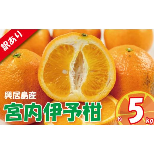 ふるさと納税 みかん・柑橘類 愛媛県 松山市 訳あり 宮内伊予柑 興居島産 約5kg 2026年1月下旬から順次発送 | 訳あり みかん 訳あり柑橘 訳あり商品 伊予柑 い…