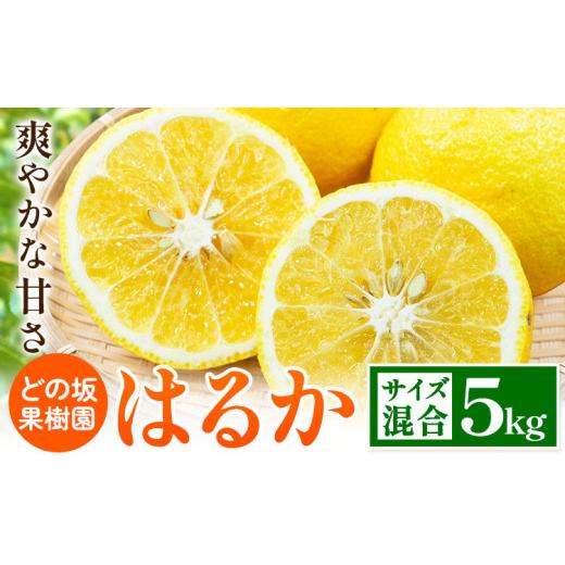 ふるさと納税 果物類 みかん 和歌山県 日高川町 はるか 約 5kg サイズ混合 どの坂果樹園[3月上旬-5月下旬頃出荷] 和歌山県 日高川町 はるか 旬 柑橘 フルー…
