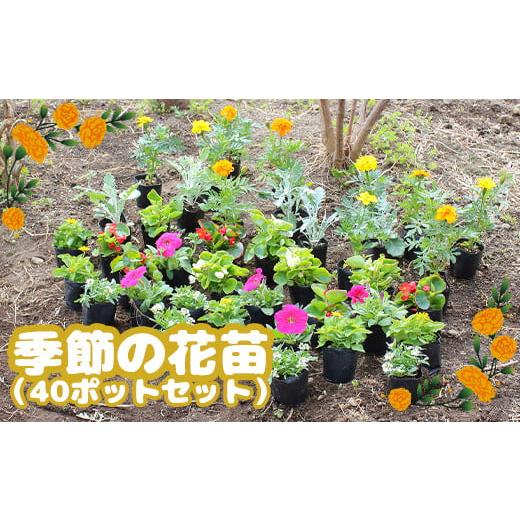 ふるさと納税 北海道 恵庭市 [先行予約]季節の花苗(40ポットセット)|季節の花苗 40ポット セット 花苗 花 お花 はな オンライン 申請 ふるさと納税 北海…