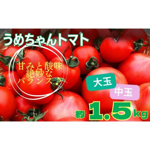 ふるさと納税 茨城県 常総市 うめちゃんトマト(大玉トマト・中玉トマト約1.5kg) [トマト とまと 甘味 甘み 大玉 中玉 詰め合わせ ]