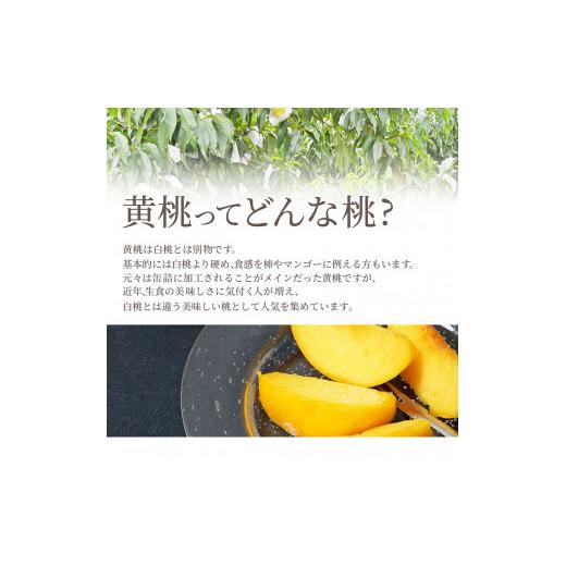 ふるさと納税 もも 山形県 天童市 08-10-018 もも(黄貴妃)3kgの画像