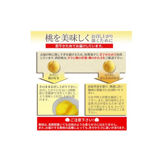 ふるさと納税 もも 山形県 天童市 08-10-018 もも(黄貴妃)3kgの画像
