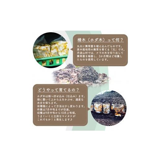 ふるさと納税 花・苗木 山梨県 丹波山村 村に取りに来られる方限定 丹波山村の原木舞茸のほだ木販売 10本 原木舞茸を自分で育ててみませんか tab0202