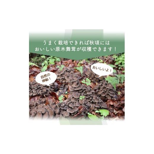 ふるさと納税 花・苗木 山梨県 丹波山村 村に取りに来られる方限定 丹波山村の原木舞茸のほだ木販売 10本 原木舞茸を自分で育ててみませんか tab0202