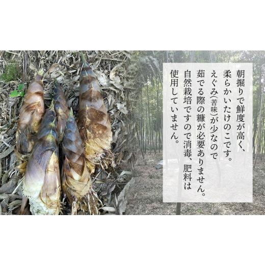 ふるさと納税 野菜類 山菜 山形県 鶴岡市  令和8年産 先行予約 自然栽培 谷定孟宗（タケノコ）2kg マルタ農園 筍 竹の子の画像