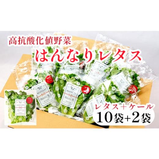 ふるさと納税 京都府 舞鶴市 みらい乃野菜 はんなりレタス 10袋 + おケールハン 2袋 12袋 720g はんなりレタス10袋+おケールハン 2袋