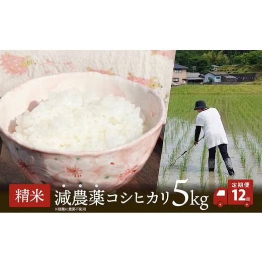ふるさと納税 米 コシヒカリ 京都府 綾部市 定期便12回 令和7年産 減農薬栽培米 コシヒカリ5kg 精米 こしひかり 白米 玄米 お米 米 こめ 農家直送 国産 ごは…