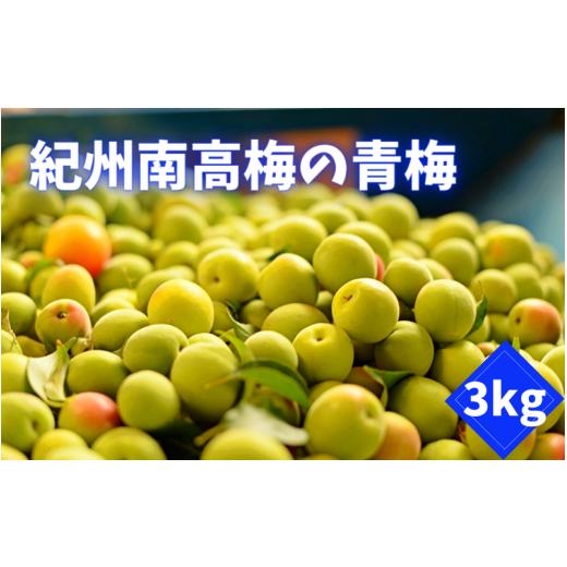 ふるさと納税 果物類 和歌山県 田辺市 先行予約 紀州南高梅の青梅 3kg 2025年6月上旬以降随時発送予定 / 和歌山 田辺市 紀州南高梅 南高梅 梅干し 梅干 梅 …
