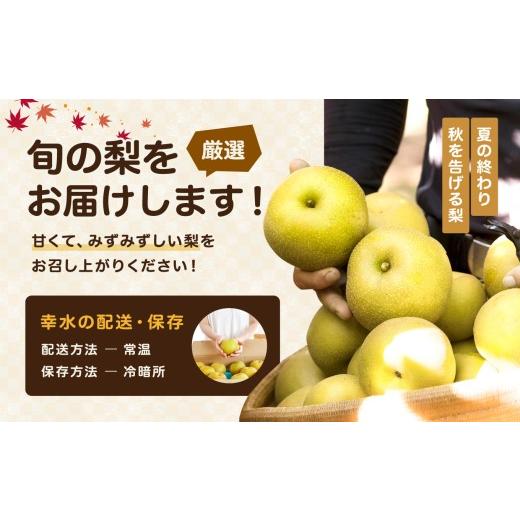 ふるさと納税 梨 長野県 飯田市 南信州産 幸水 約5kg 秀品 \u003c2026年8月下旬〜順次発送\u003e ＪＡみなみ信州ＤＭセンター飯田市 | 幸水 梨 なし ナシ 果物 く…_3