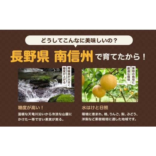 ふるさと納税 梨 長野県 飯田市 南信州産 幸水 約5kg 秀品 \u003c2026年8月下旬〜順次発送\u003e ＪＡみなみ信州ＤＭセンター飯田市 | 幸水 梨 なし ナシ 果物 く…_5