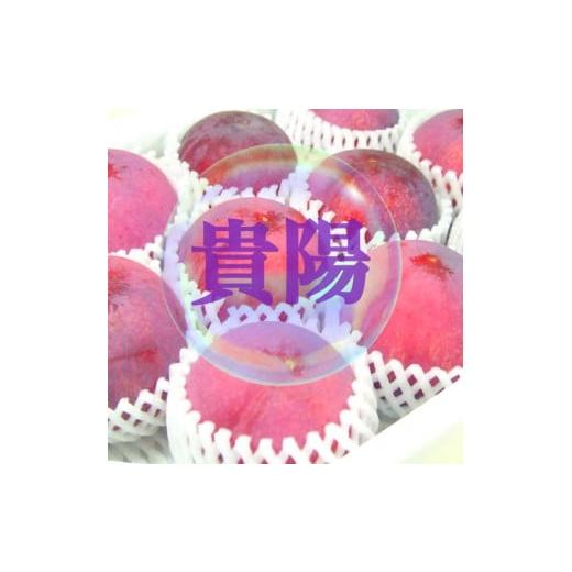 ふるさと納税 果物類 山梨県 甲州市 生産者直送 でっかいじゃん すももの王様 貴陽 8個(2個入り×4パック) 2026年発送 (ISI)B-808 貴陽 すもも スモモ 令…