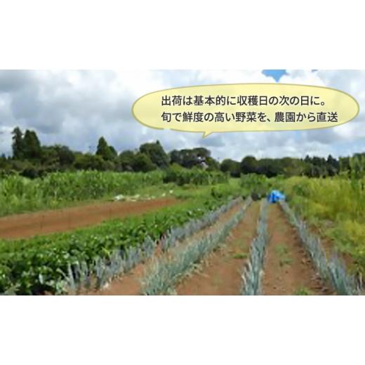 ふるさと納税 セット・詰合せ 千葉県 千葉市 2〜4名様向け／旬の野菜7種セット No.5346-0570の画像
