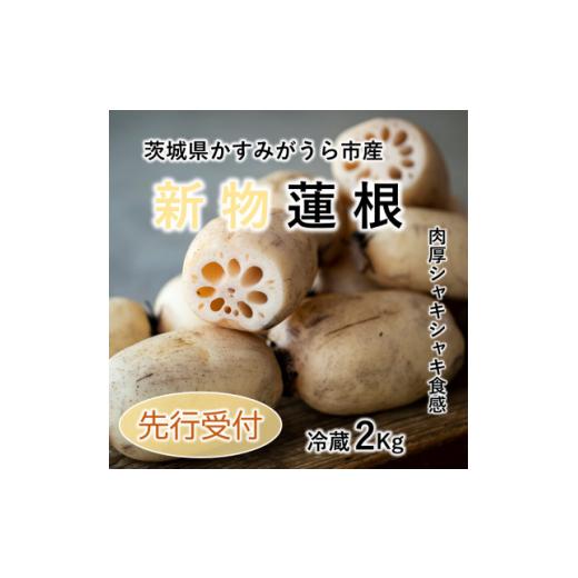 ふるさと納税 茨城県 かすみがうら市 新物!　肉厚でシャキシャキの食感と甘みが特徴　　掘りたて れんこん　2Kg(2〜4本)【1420961】｜furusatochoice｜02