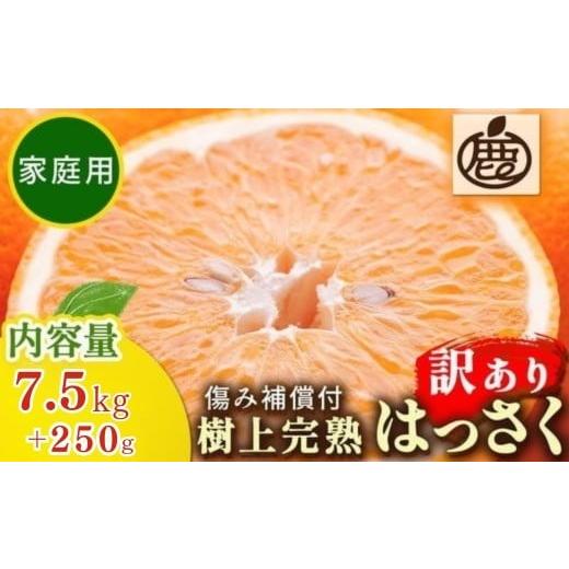 ふるさと納税 みかん・柑橘類 和歌山県 美浜町 4月より発送 家庭用 樹上完熟はっさく7.5kg+250g(傷み補償分)有田の春みかん・五月八朔・さつきはっさく・木…