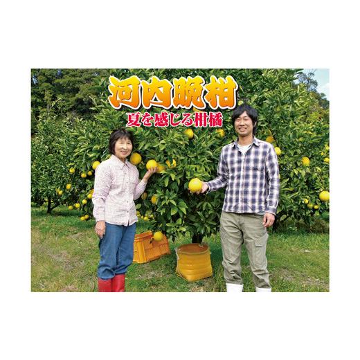 ふるさと納税 みかん・柑橘類 高知県 宿毛市 河内晩柑 4.5kg(訳あり)龍馬がゆく園芸 訳あり 約4.5kg (7,000円)