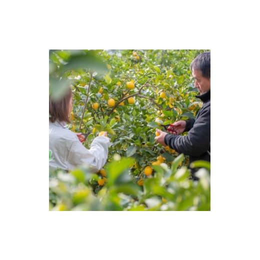 ふるさと納税 果汁飲料 愛媛県 上島町 愛媛　ブルーレモンファームのレモン果汁　720ml×6本セット 1489706