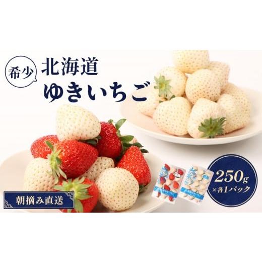 ふるさと納税 いちご 北海道 中標津町 受注後、随時発送 北海道産 ゆきいちご(ゆきぼたん/すず)白×MIX 2Pセット 各250g×2 計500g 苺 白いちご 一季成り…
