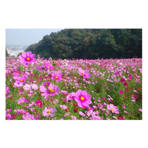 ふるさと納税 イベントやチケット等 神奈川県 横須賀市 よこすか満喫きっぷ 大人1枚分 京浜急行電鉄株式会社 AKDS001_6