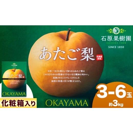 ふるさと納税 梨 岡山県 浅口市 梨 愛宕梨 あたご梨 3〜6玉(約3kg) 化粧箱 石原果樹園 赤秀 [11月中旬-12月下旬頃より発送予定]岡山県 浅口市 梨 なし 果…