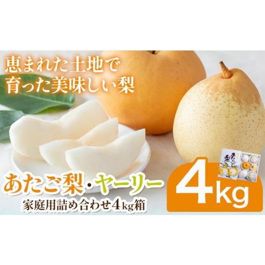 ふるさと納税 梨 岡山県 浅口市 2026年度先行予約 あたご梨2〜3玉 ヤーリー3〜7玉 家庭用詰め合わせ4kg箱 石原果樹園 [2026年11月中旬-12月下旬頃より発送予…