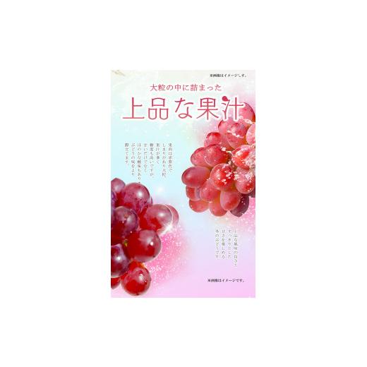 ふるさと納税 岡山県 浅口市 冬ぶどう「紫苑」1房約700g 環山堂株式会社《2024年10月下旬-12月中旬頃出荷》岡山県 浅口市 冬ぶどう ぶどう 果物 フルーツ 送料…｜furusatochoice｜03