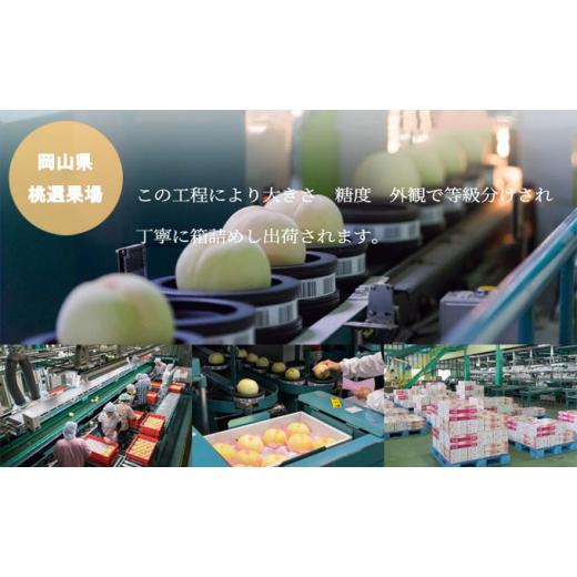 ふるさと納税 もも 岡山県 瀬戸内市 桃 2026 年先行予約 岡山 白桃 エース 4〜6玉 1kg 岡山県産 JAおかやまのもも モモ 岡山県産 国産 フルーツ 果物 ギフト …の画像