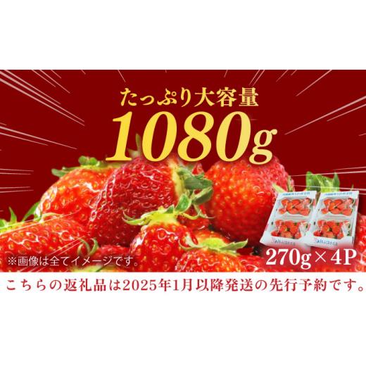 ふるさと納税 福岡県 広川町 【2025年1月中旬より順次発送予定】先行予約 産地直送 あまおうDXセット 約1kg いちご 苺 フルーツ 果物 旬 福岡県産 小分け 広川…｜furusatochoice｜08