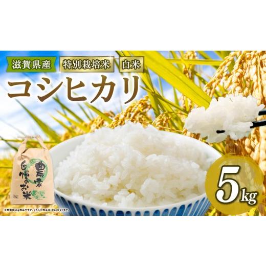 ふるさと納税 米 コシヒカリ 滋賀県 竜王町 新米予約 新米 令和8年産 コシヒカリ 5kg 白米 特別栽培米 米 R8 年産 こしひかり 2026年産 国産 農家直送 環境こ…