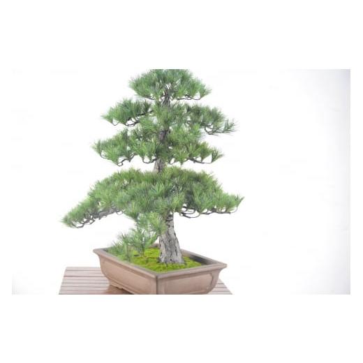 ふるさと納税 雑貨・日用品 高知県 越知町 盆栽 松（造花）Go-566の画像