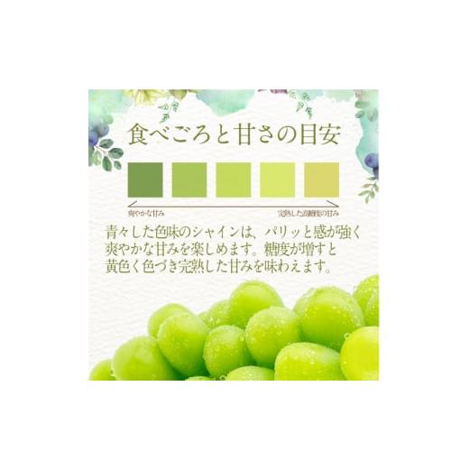 ふるさと納税 岡山県 瀬戸内市 ぶどう 2024年 先行予約 シャインマスカット 晴王 2房 合計約1.3kg 定期便 3回 岡山県産 葡萄 ブドウ ギフト ハレノフルーツ 皮…｜furusatochoice｜06