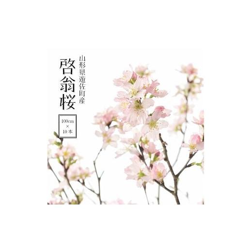 ふるさと納税 雑貨・日用品 花 山形県 遊佐町 292M02c 啓翁桜 約100cm×10本(2月下旬発送) 2026年2月下旬発送