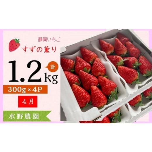 ふるさと納税 静岡県 掛川市 2053 (1)4月 いちご 掛川産 完熟いちご すず薫り300g×4P 1.2kg (5〜15粒入×4P) (1)4月 (2)5月の中から発送時期をお選…