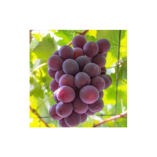 ふるさと納税 ぶどう 和歌山県 すさみ町 夏秋の美味 フルーツ王国和歌山の"濃厚"種無しピオーネ 約2kg 2026年8月上旬〜9月下旬頃に順次発送予定 …