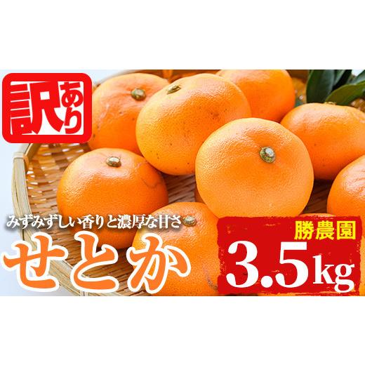 ふるさと納税 果物類 みかん 宮崎県 門川町 訳あり 宮崎県門川町産せとか(約3.5kg)柑橘 果物 数量限定 期間限定 国産 フルーツ 常温保存 遠見半島 宮崎県 門…