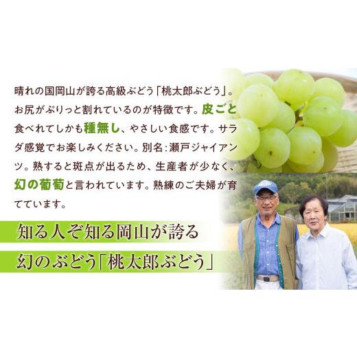 ふるさと納税 果物類 ぶどう 岡山県 備前市  2026年発送 備前市産 贈答用 桃太郎ぶどう 約2kg（9月初旬〜10月初旬発送予定） フルーツ 桃太郎ぶどう 葡萄 果物…の画像