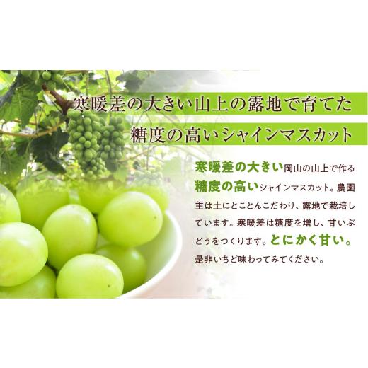 ふるさと納税 ぶどう マスカット 岡山県 備前市  2026年発送 山上で育てたシャインマスカット 約2kg（9月下旬〜10月下旬頃発送） フルーツ シャインマスカット…の画像