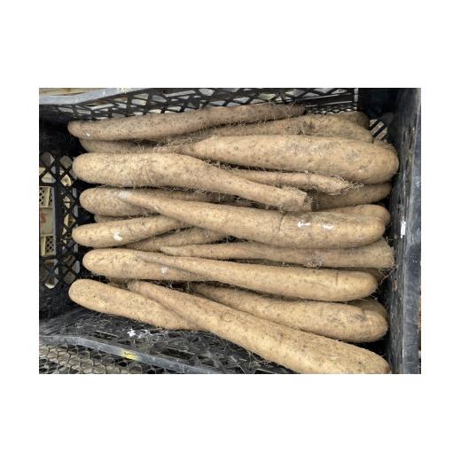 ふるさと納税 野菜類 じゃがいも 北海道 由仁町 B43 ながいも(秋堀り)L〜3L混合サイズ 10kg