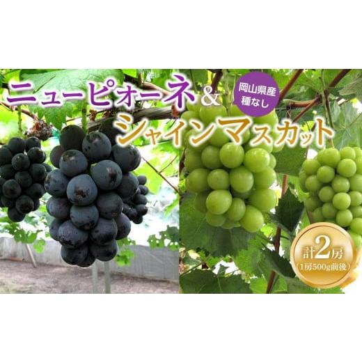 ふるさと納税 果物類 ぶどう 岡山県 岡山市 ぶどう 2026年 ニュー ピオーネ1房・シャインマスカット1房(1房500g前後)たけまさぶどう園