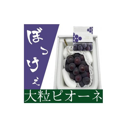 ふるさと納税 果物類 ぶどう 岡山県 岡山市 ぶどう 2026年 岡山県産 ぼっけえ大粒 ピオーネ 1房 800g以上 化粧箱入り |果物 フルーツ 新鮮 ブドウ 葡萄 岡山 …