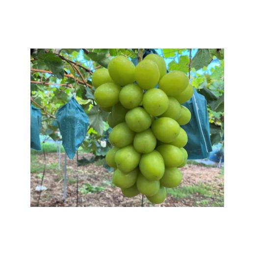 ふるさと納税 ぶどう マスカット 岡山県 岡山市 ご家庭用 シャインマスカット 2kg 3〜4房 2026年9月中旬以降発送 フルーツ ぶどう 葡萄 ひらた農園 | フルーツ…