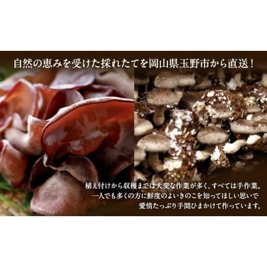 ふるさと納税 野菜類 きのこ 岡山県 玉野市 産地直送 有機JAS 生しいたけ定期便 1kg×6ヶ月 オーガニック しいたけ きのこ 野菜 岡山県 玉野市 栽培期間中化…
