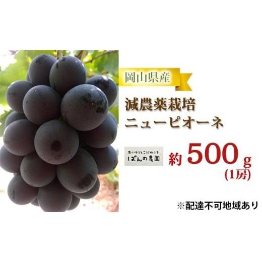 ふるさと納税 ぶどう 岡山県 玉野市 ぶどう 2026年 先行予約 ニューピオーネ 1房 約500g 減農薬栽培 ブドウ 葡萄 岡山県産 国産 フルーツ 果物 ギフト ばんの…