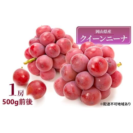 ふるさと納税 ぶどう 岡山県 玉野市 ぶどう 2026年 先行予約 クイーンニーナ 1房 500g前後 ブドウ 葡萄 岡山県産 国産 フルーツ 果物 ギフト 濃厚 甘み 後味が…